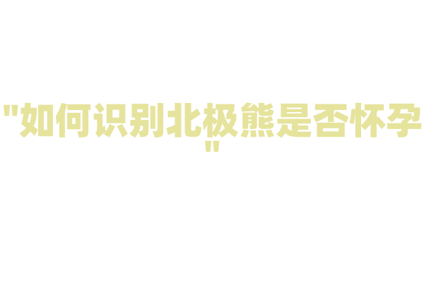 "如何识别北极熊是否怀孕"